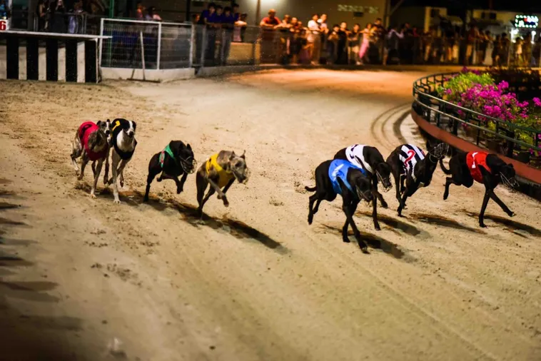 Bí Quyết Chơi Nhanh Đua Chó New88 Thắng Lớn Ngay Hôm Nay 2 Bí Quyết Chơi Nhanh Đua Chó New88 Thắng Lớn Ngay Hôm Nay