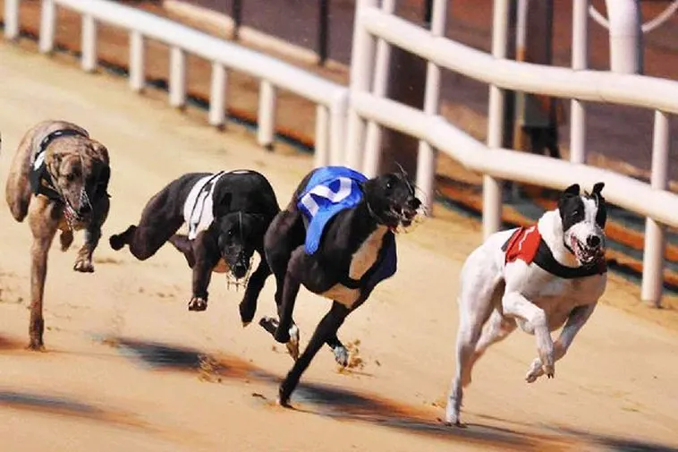 Bí Quyết Chơi Nhanh Đua Chó New88 Thắng Lớn Ngay Hôm Nay 1 Bí Quyết Chơi Nhanh Đua Chó New88 Thắng Lớn Ngay Hôm Nay