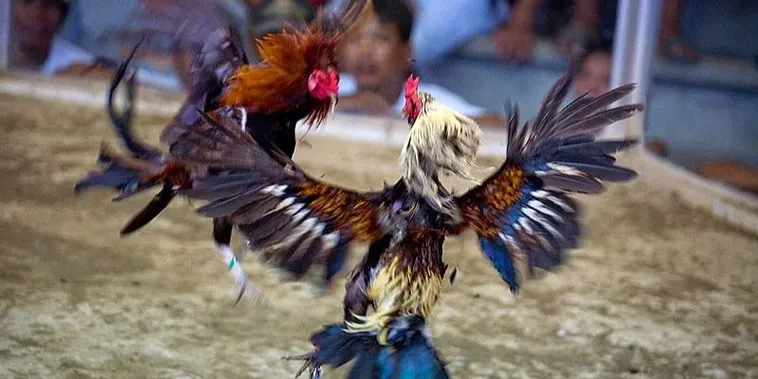 Bí Quyết Chơi Đá Gà Sabong New88 Thắng Lớn Nhanh Chóng 2 Bí Quyết Chơi Đá Gà Sabong New88 Thắng Lớn Nhanh Chóng