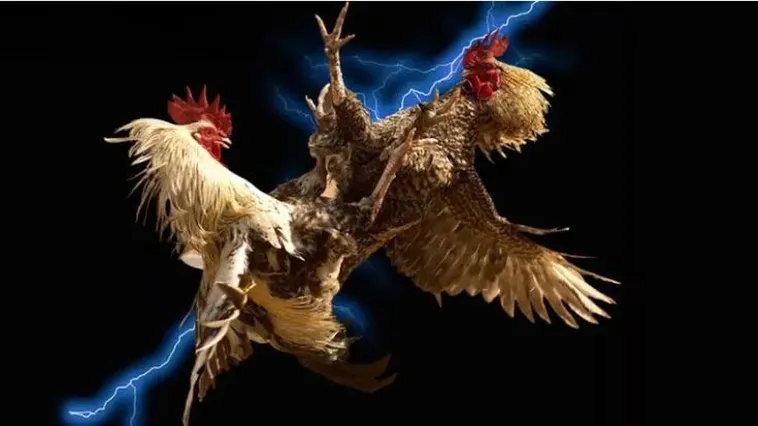 Bí Quyết Thắng Lớn Đá Gà New88 Bí Ẩn Chiến Kê Hay Nhất 2025 1 Bí Quyết Thắng Lớn Đá Gà New88 Bí Ẩn Chiến Kê Hay Nhất 2025